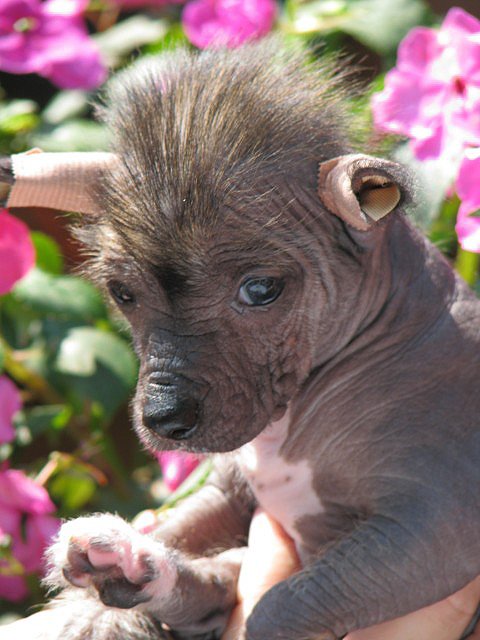 obr�zek: pouta14.jpg; rozli�en�: 480 � 640 px; velikost 64 kB;